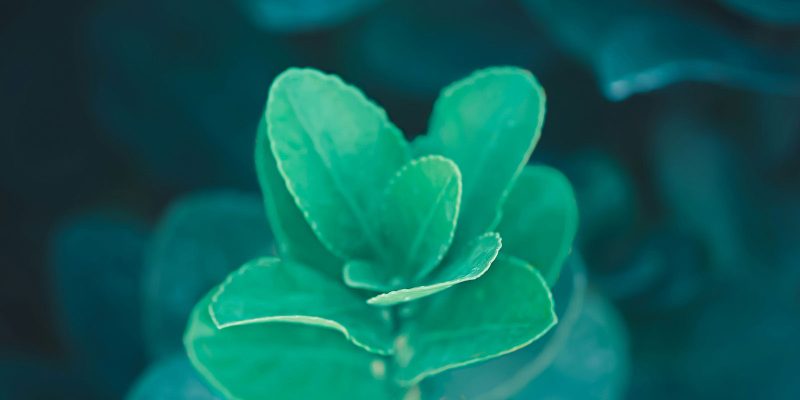 ​​Building a meaningful career at Sequana