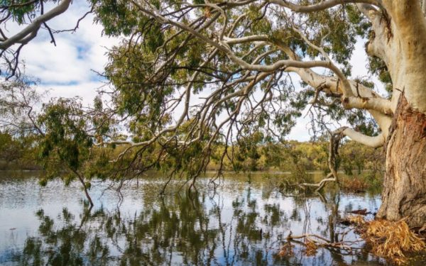 Victorian-Murray-Floodplain-Resoration-Project