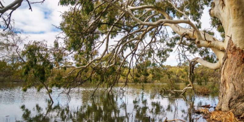 Victorian-Murray-Floodplain-Resoration-Project